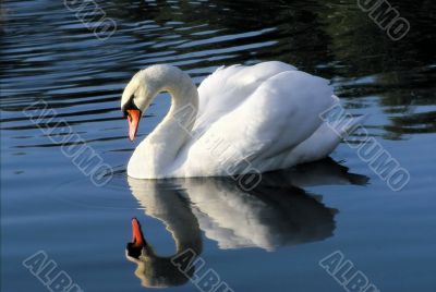 Single swan reflected in lake water