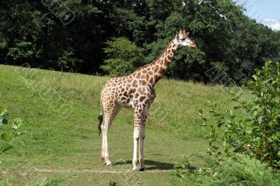 Giraffe