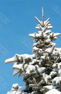 Winter fir