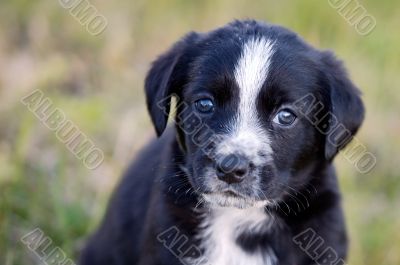 adorable small dog