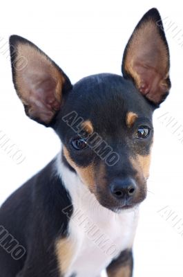 adorable small dog