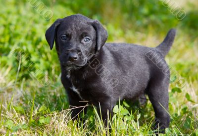 adorable small dog