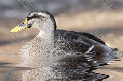 duck