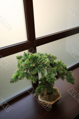Japanese dwarfish pine