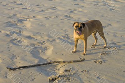 Boxer at the beach