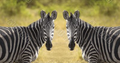 Two Zebra