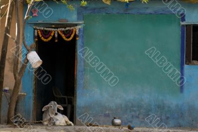 Cow in front a blue house