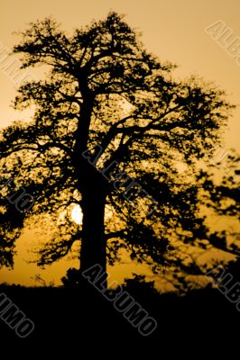 Baobab sunset