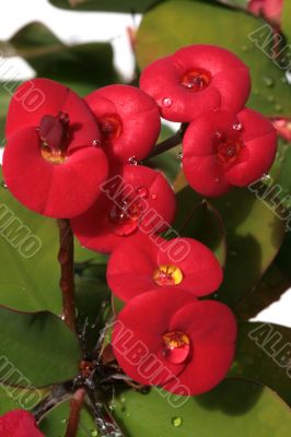 Water drops on the red tropical flower
