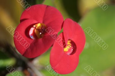 Water drops on the red tropical flower