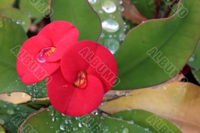Water drops on the red tropical flower  	