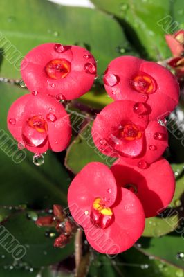 Water drops on the red tropical flower