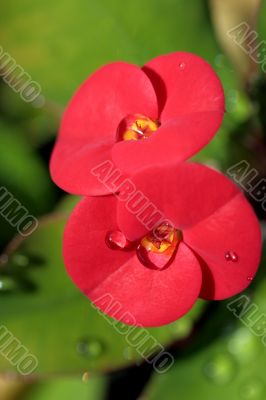 Water drops on the red tropical flower