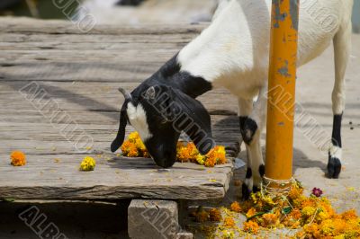 Eating goat