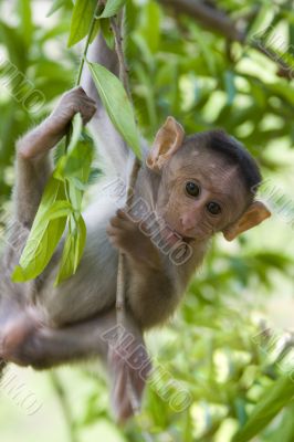 Macaque in a tree