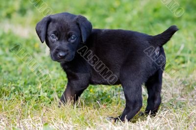 adorable small dog