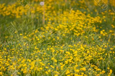 Grass texture