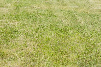 Grass texture