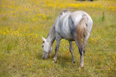 horse eating