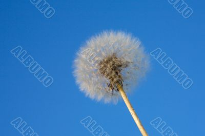 Dandelion