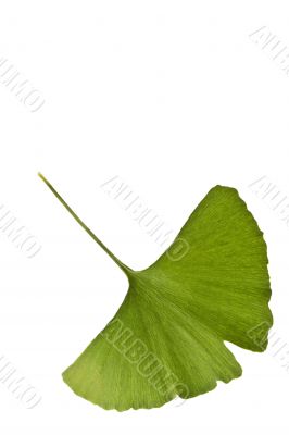 Ginkgo biloba leaf