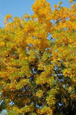 autumn tree