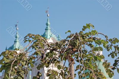 green leaves on green cupola