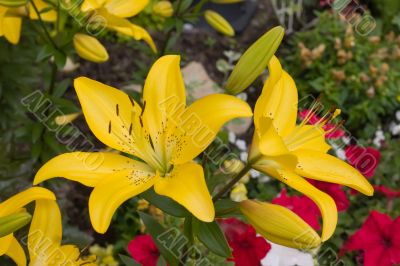 Yellow lilies