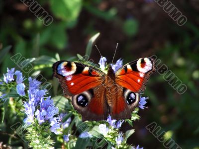 butterfly