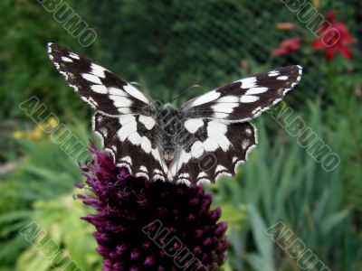 butterfly