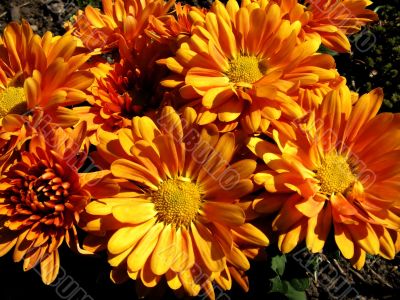 chrysanthemums