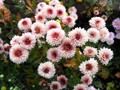 chrysanthemums
