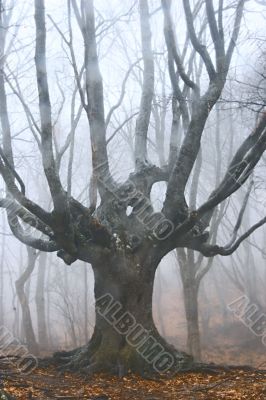 big dead tree in foggy forest