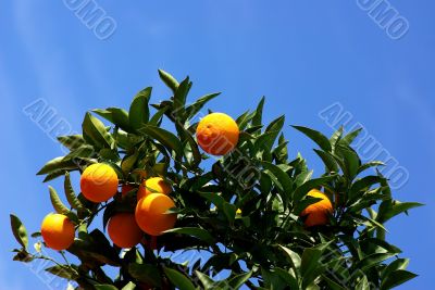 Mature oranges on the tree with blue sky.