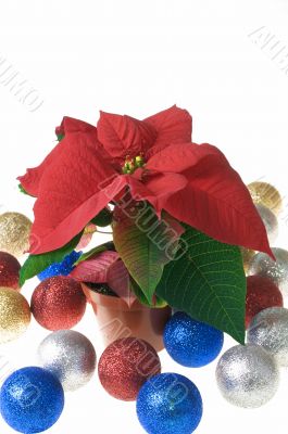 Christmas decoration poinsettia