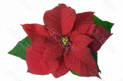 Christmas decoration poinsettia