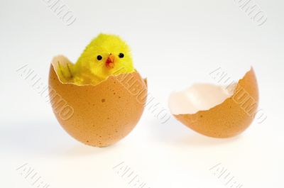 Easter chicken