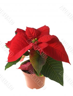 Christmas decoration poinsettia