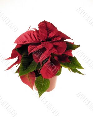 Poinsettia
