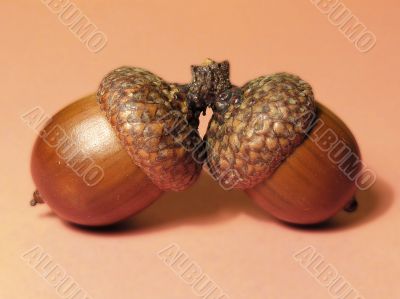 Two acorns