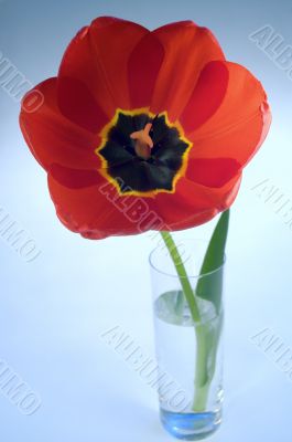 Red tulips in flower pot isolated