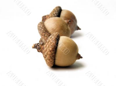 Acorn over white