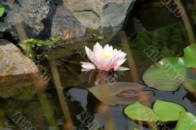Water lilly on water