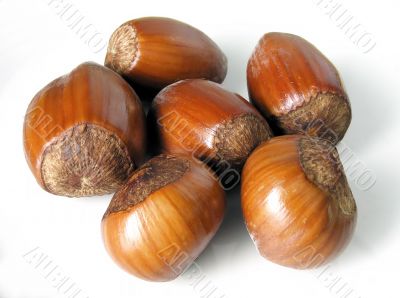 hazelnuts isolated on white
