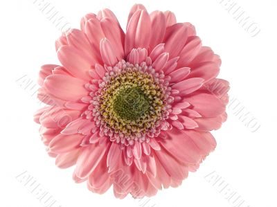 Pink gerbera isolated on white