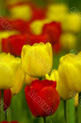 Colorful tulips in spring garden.