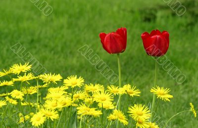 Yellow flowers and red tulips in spring garden.