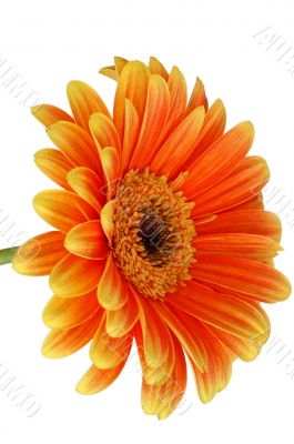 Orange gerbera isolated on white
