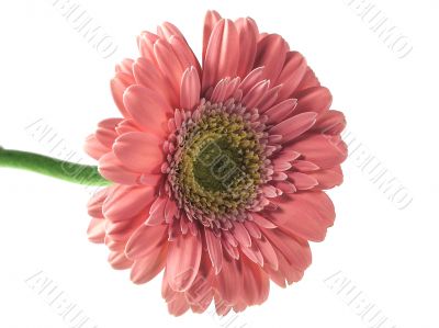 Pink gerbera isolated on white