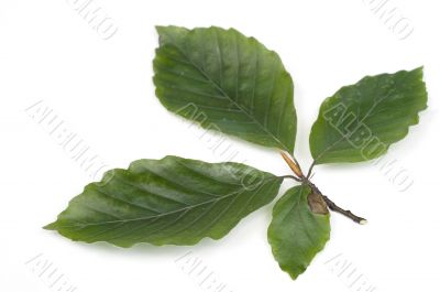  beechen  leafs over white